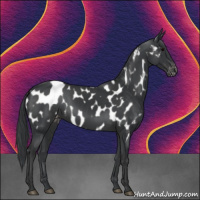 Horse Color:Black Near Leopard 