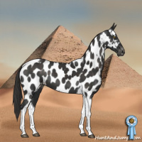 Horse Color:Liver Chestnut Tobiano Appaloosa 