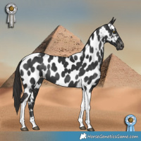 Horse Color:Liver Chestnut Tobiano Near Leopard