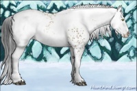 Horse Color:White Spotted Brown Dun  and White Spotted Brown Dun 