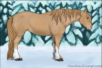 Horse Color:Chestnut Appaloosa 