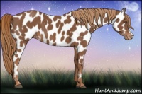 Horse Color:Chestnut Appaloosa 
