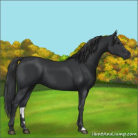 Horse Color:Black 