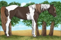 Horse Color:Liver Chestnut Tobiano 