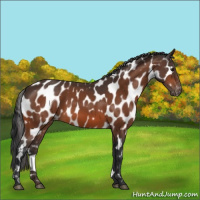 Horse Color:Bay Appaloosa 