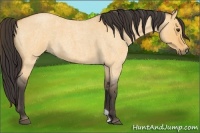 Horse Color:Buckskin Roan Dun 