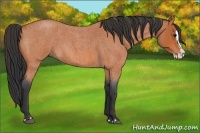 Horse Color:Bay Roan Splash