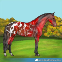Horse Color:Brown Appaloosa 