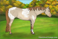 Horse Color:Red Dun Appaloosa  and Red Dun 