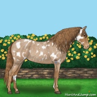 Horse Color:Red Roan Near Leopard Rabicano