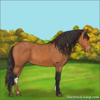 Horse Color:Bay Appaloosa 