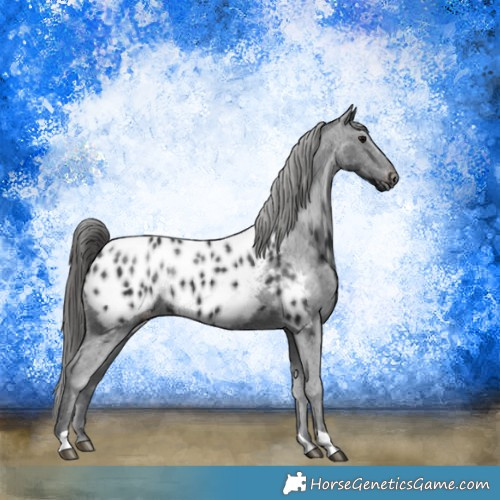 Horse Color:Black Near Leopard Rabicano 