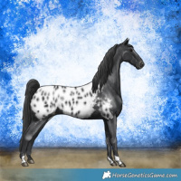 Horse Color:Black Near Leopard Rabicano 
