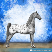 Horse Color:Black Appaloosa Rabicano