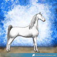 Horse Color:Black Appaloosa Rabicano 