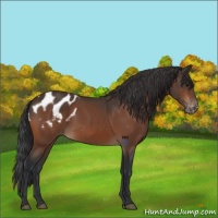 Horse Color:Bay Blanket 