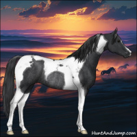 Horse Color:Black Tobiano Rabicano 