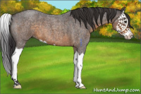 Horse Color:Buckskin Roan Splash 
