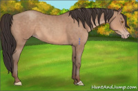 Horse Color:Sable Champagne 
