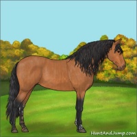 Horse Color:Bay  and Bay Rabicano 