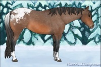 Horse Color:Bay Tobiano Snowcap 