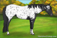 Horse Color:Black Tobiano Near Leopard 