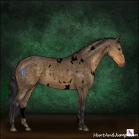 Horse Color:Void White Spotted Buckskin Roan Dun