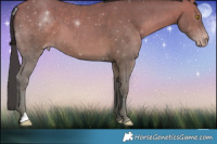 Horse Color:Sable Champagne
