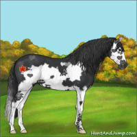 Horse Color:Black Splash Frame 