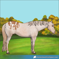 Horse Color:Chestnut Appaloosa 