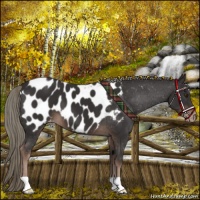 Horse Color:Liver Chestnut Mushroom Appaloosa