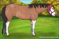 Horse Color:Bay Roan Splash Rabicano