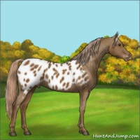 Horse Color:Chocolate Palomino Appaloosa 