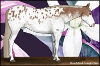 Horse Color:White Spotted Chestnut Appaloosa 