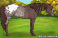 Horse Color:Chocolate Brown Ice Snowcap Rabicano 