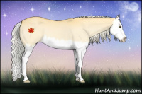 Horse Color:Palomino Dun Splash 