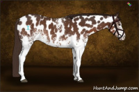 Horse Color:White Spotted Liver Chestnut Near Leopard Rabicano