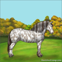 Horse Color:Liver Red Dun Appaloosa  and Liver Red Dun Appaloosa 