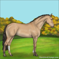 Horse Color:Bay Dun 