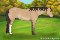 Horse Color:Bay Dun