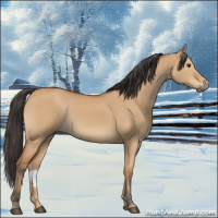 Horse Color:Bay Dun