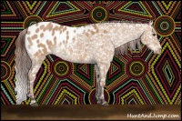 Horse Color:Bay Dun Appaloosa 