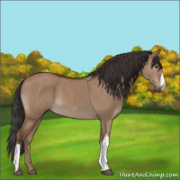 Horse Color:Bay Dun 