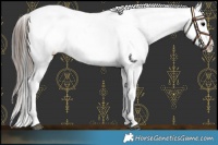 Horse Color:Black Near Leopard