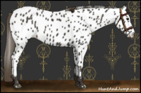 Horse Color:Smoky Black Near Leopard 