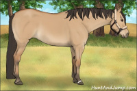 Horse Color:Bay Dun