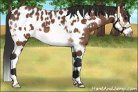 Horse Color:Bay Splash Frame Appaloosa 