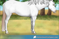Horse Color:Brown Dun Varnish