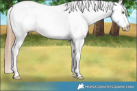 Horse Color:Classic Champagne Roan Snowflake Varnish Rabicano 