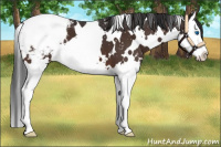 Horse Color:White Spotted Brown Splash Appaloosa